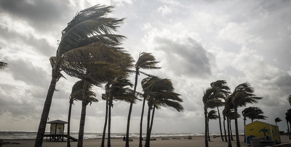 Palm trees blowing in the wind during a storm